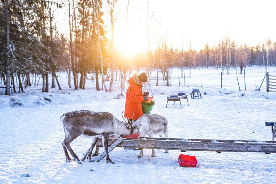 Rovaniemi: Local Reindeer Farm Visit with Sleigh Ride - Meeting the reindeer and learning about herding