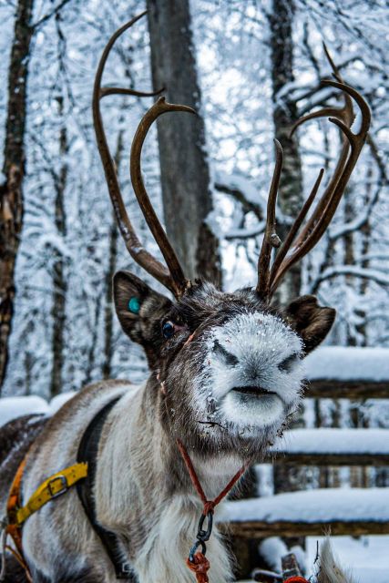 Rovaniemi: Local Reindeer Farm Visit with Sleigh Ride - Pancakes and hot chocolate inside the kota
