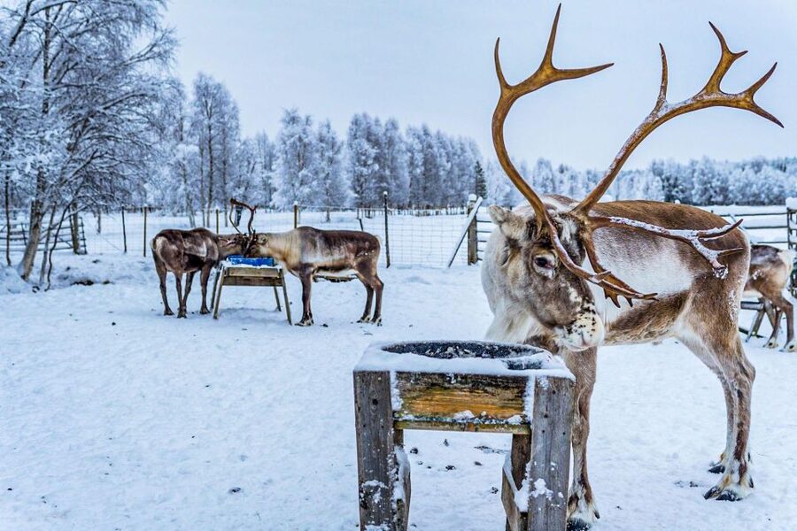 Rovaniemi: Local Reindeer Farm Visit with Sleigh Ride - Is $190 good value?