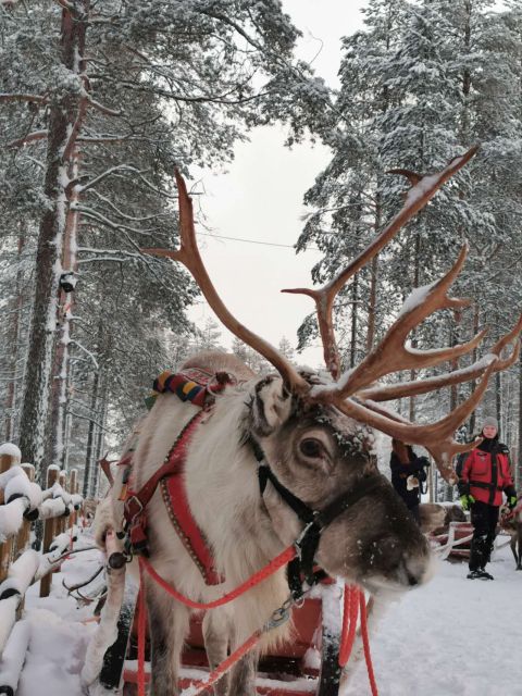 Rovaniemi: Meet Santa Claus, Reindeer Sleigh Ride & Huskies - What $258 really buys you