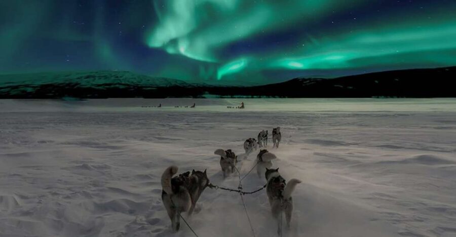 Rovaniemi: Northern Lights and Husky Sleigh Ride - Should you book the husky and Northern Lights tour?