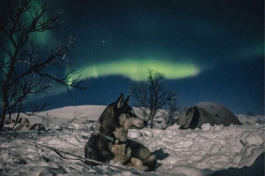 Rovaniemi: Northern Lights and Husky Sleigh Ride - The biggest risk: expecting the wrong kind of aurora tour