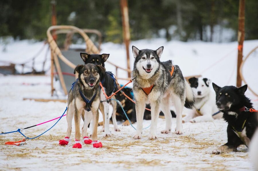 Rovaniemi: One Hour Husky Experience - Key points to know before you book