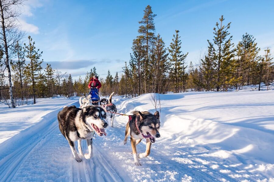 Rovaniemi: One Hour Husky Experience - What this Rovaniemi husky experience really offers