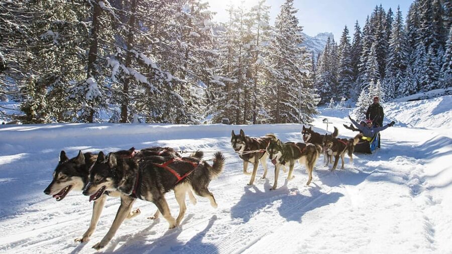 Rovaniemi: One Hour Husky Experience - Who will enjoy this outing most?