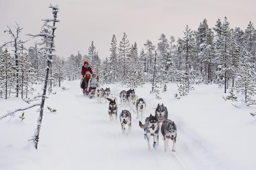 Rovaniemi: One Hour Husky Experience - Booking flexibility and basic logistics