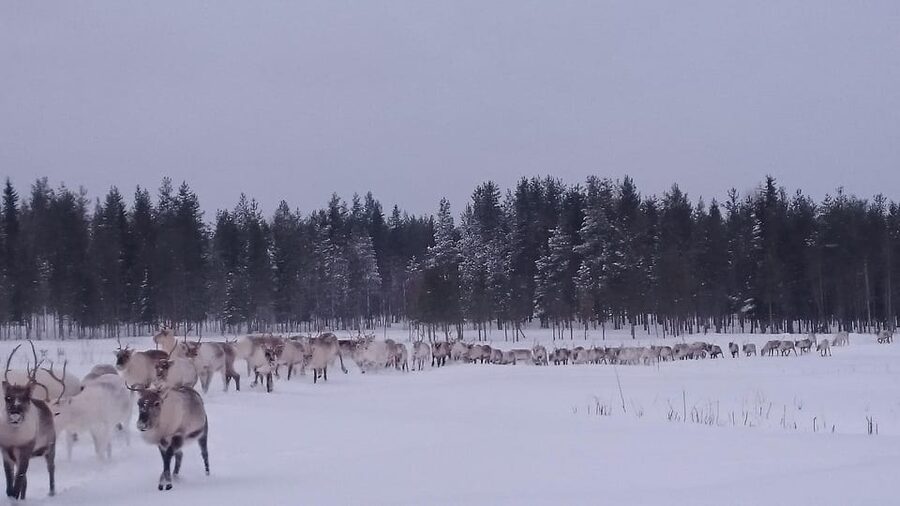 Rovaniemi: Private Reindeer Farm Visit and Walk-Along - A Small Farm Far North of Rovaniemi
