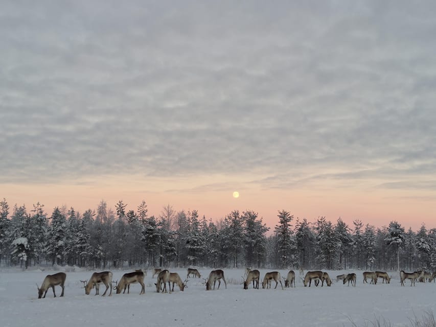 Rovaniemi: Private Reindeer Farm Visit and Walk-Along - Feeding Reindeer by Hand