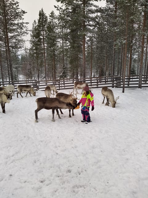 Rovaniemi: Private Reindeer Farm Visit and Walk-Along - A Campfire, Berry Juice, and Local Treats