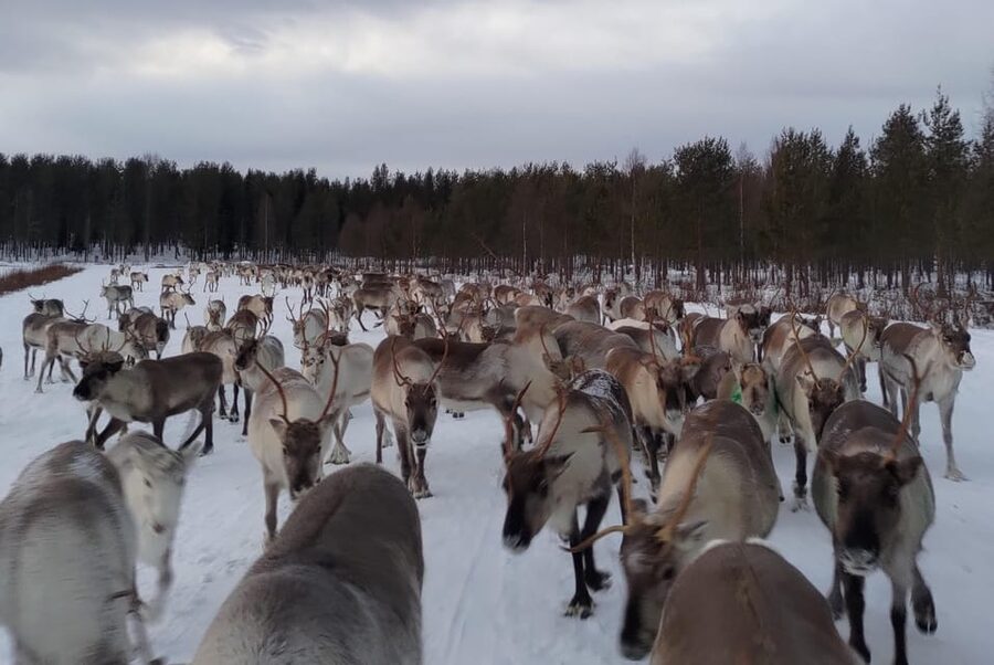 Rovaniemi: Private Reindeer Farm Visit and Walk-Along - Learning to Throw a Reindeer Herder’s Lasso