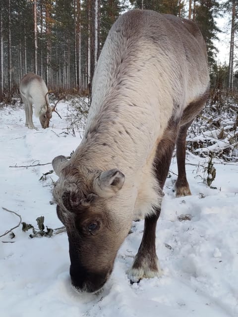Rovaniemi: Private Reindeer Farm Visit and Walk-Along - Dressing for a Two-Hour Winter Visit