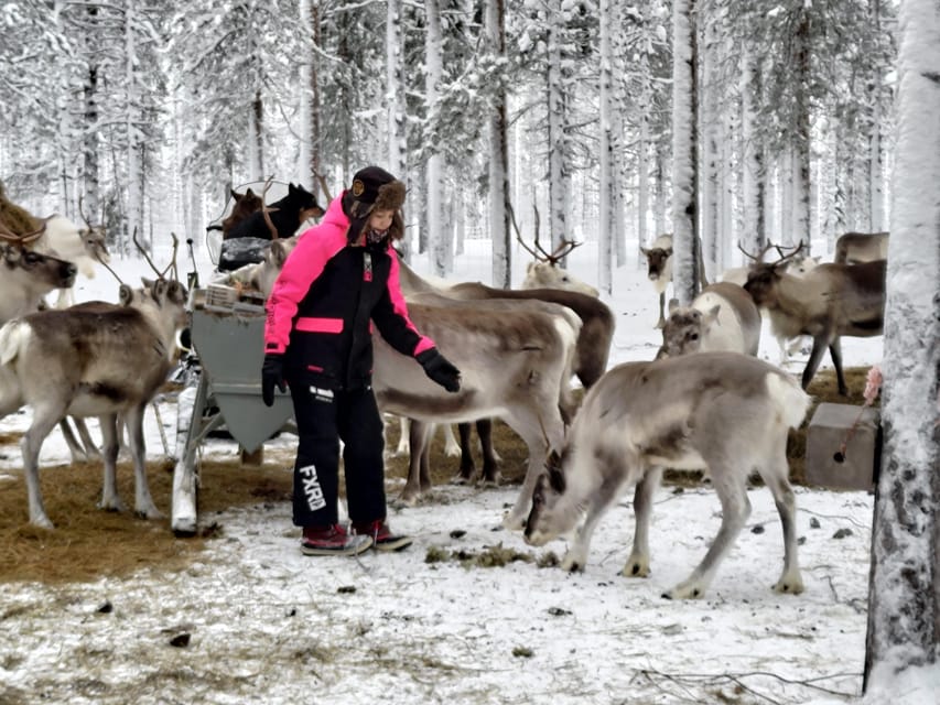 Rovaniemi: Private Reindeer Farm Visit and Walk-Along - Who Will Enjoy This Farm Visit Most