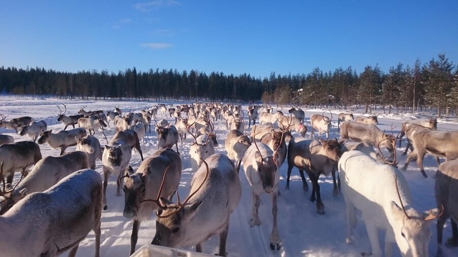 Rovaniemi: Private Reindeer Farm Visit and Walk-Along - Riding the Snowmobile Sledge Into the Pasture