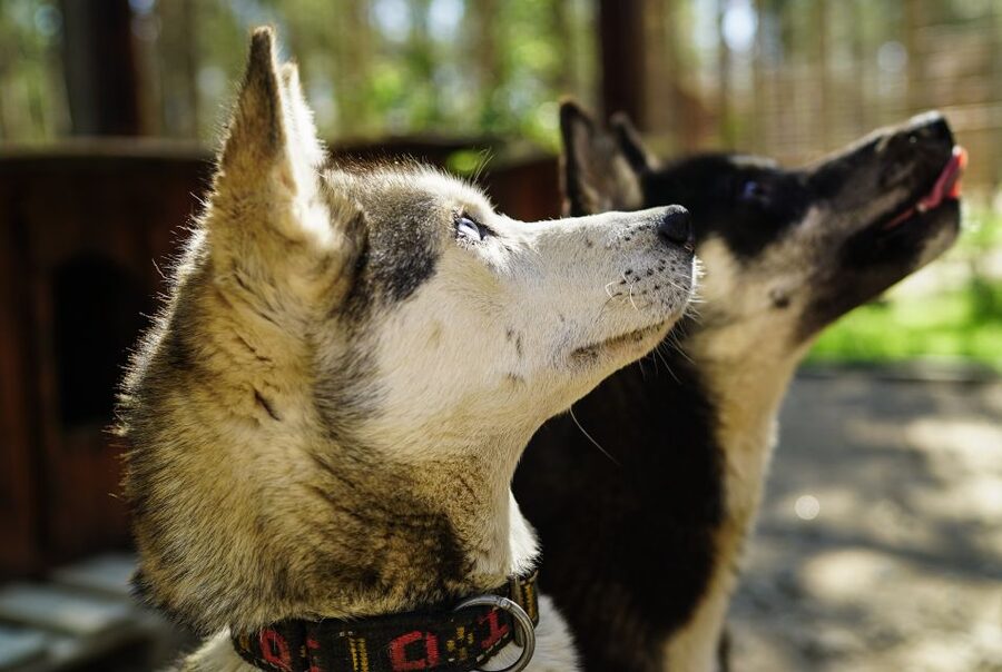 Rovaniemi: Quad Bike Safari, Reindeer & Husky Farm Visit - Getting to know the huskies