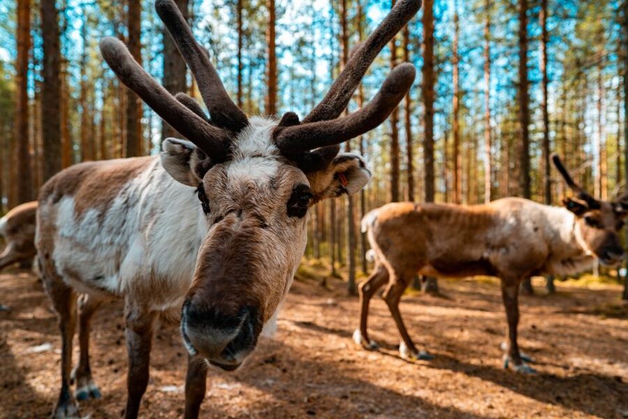 Rovaniemi: Quad Bike Safari, Reindeer & Husky Farm Visit - Meeting the reindeer at the farm