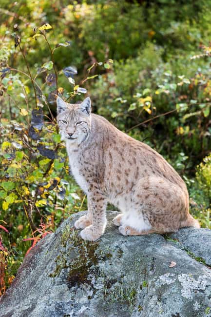Rovaniemi: Ranua Wildlife Park Private Day Trip - Key points to know before you go