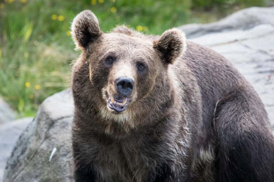 Rovaniemi: Ranua Wildlife Park Private Day Trip - From Rovaniemi to Ranua by private van