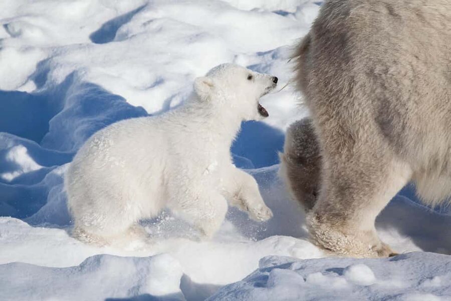 Rovaniemi: Ranua Wildlife Park Private Day Trip - Polar bears, otters, and the limits of wildlife viewing