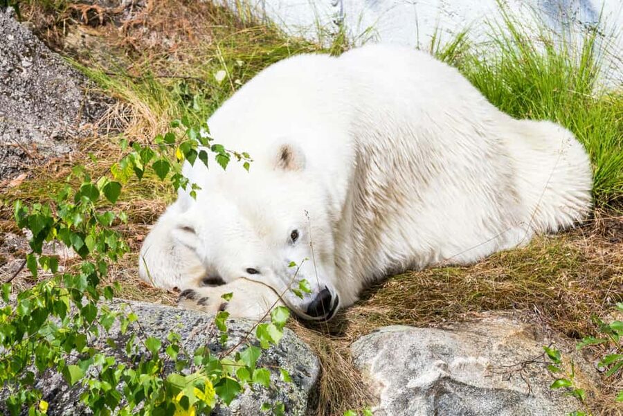 Rovaniemi: Ranua Wildlife Park Private Day Trip - Feeding sessions, exhibits, and conservation
