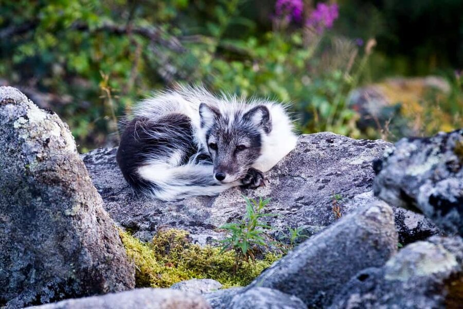 Rovaniemi: Ranua Wildlife Park Private Day Trip - Is the Ranua private trip worth booking?