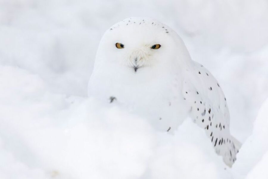 Rovaniemi: Ranua Zoo Entry Ticket w/ Walking Tour and Lunch - Key points to know before booking
