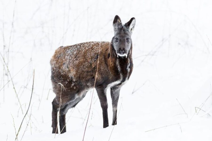 Rovaniemi: Ranua Zoo Entry Ticket w/ Walking Tour and Lunch - From Rovaniemi to Ranua in a small group
