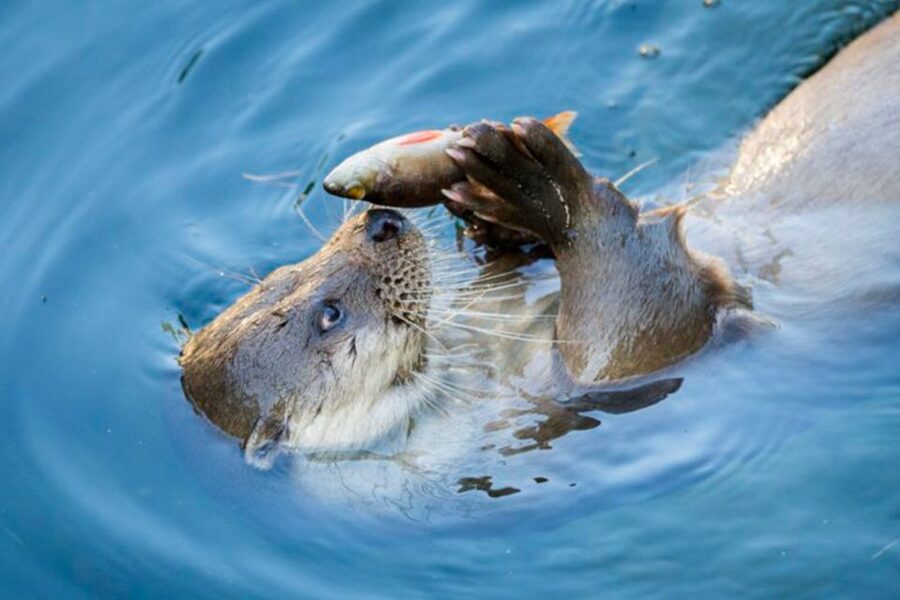 Rovaniemi: Ranua Zoo Entry Ticket w/ Walking Tour and Lunch - The 1.5-hour walking route
