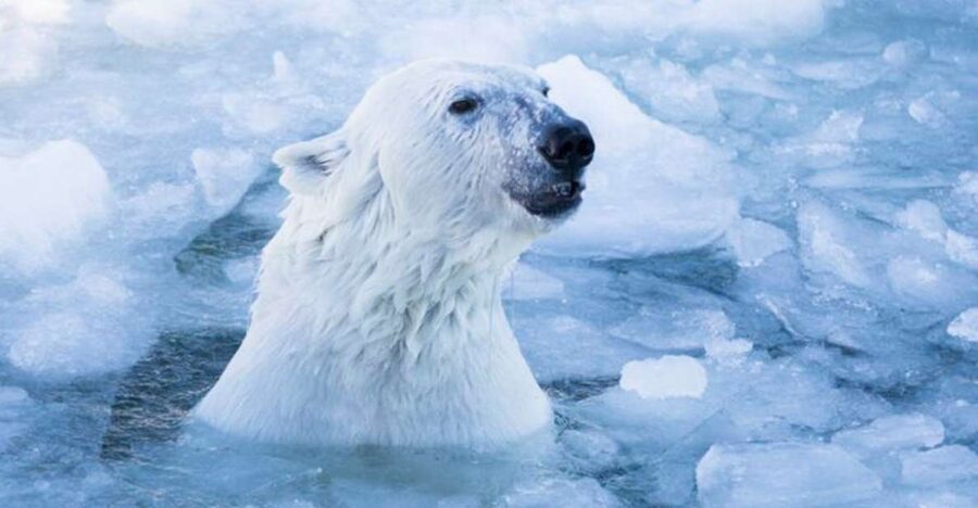 Rovaniemi: Ranua Zoo Entry Ticket w/ Walking Tour and Lunch - Polar bears, foxes, and northern animals
