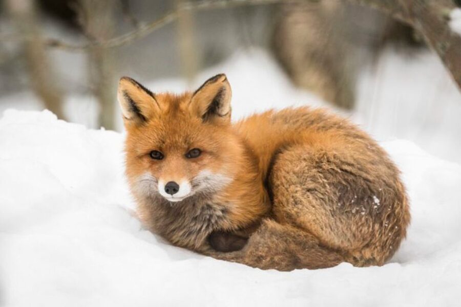 Rovaniemi: Ranua Zoo Entry Ticket w/ Walking Tour and Lunch - Lunch inside the zoo
