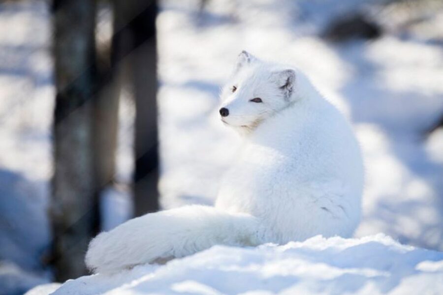 Rovaniemi: Ranua Zoo Entry Ticket w/ Walking Tour and Lunch - What the $146 price includes