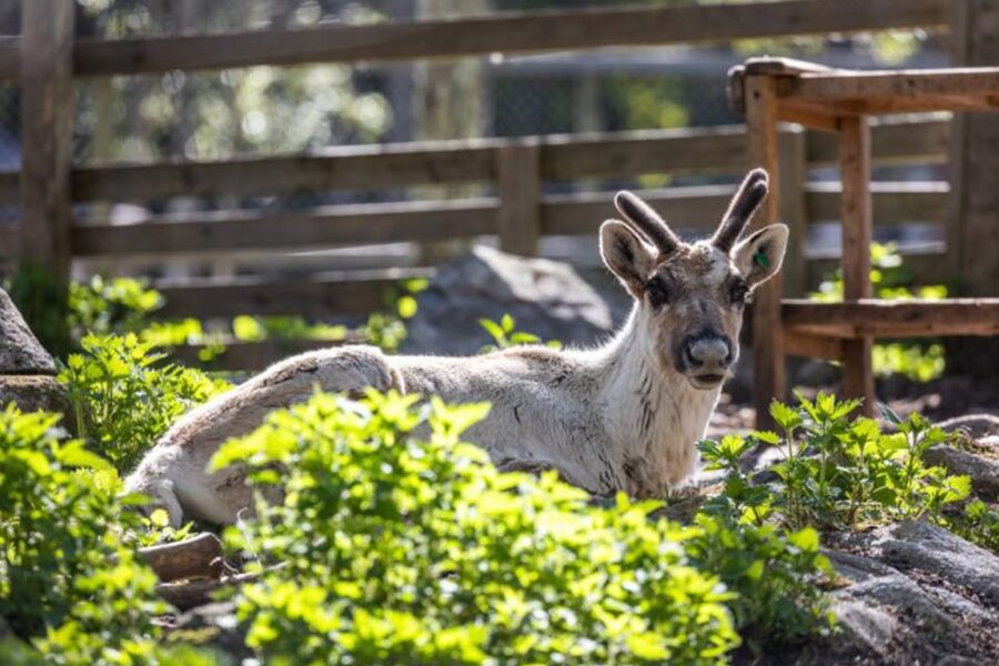 Rovaniemi: Ranua Zoo Entry Ticket w/ Walking Tour and Lunch - Families, cold weather, and the pace of the day