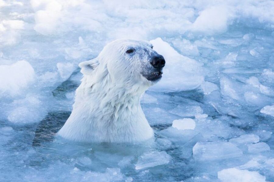 Rovaniemi: Ranua Zoo Entry Ticket w/ Walking Tour and Lunch - What makes Ranua Zoo different