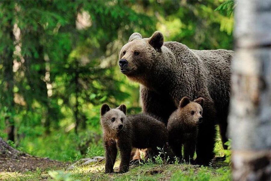 Rovaniemi: Ranua Zoo Entry Ticket with BBQ Picnic - Key points to know before you book