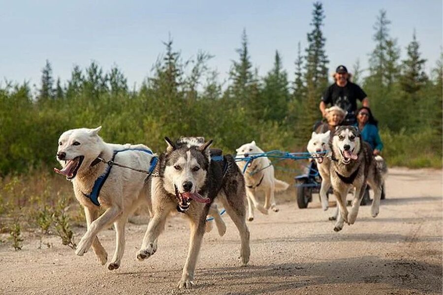 Rovaniemi: Ranua Zoo Entry Ticket with BBQ Picnic - Why Ranua Zoo works well as a Rovaniemi day trip
