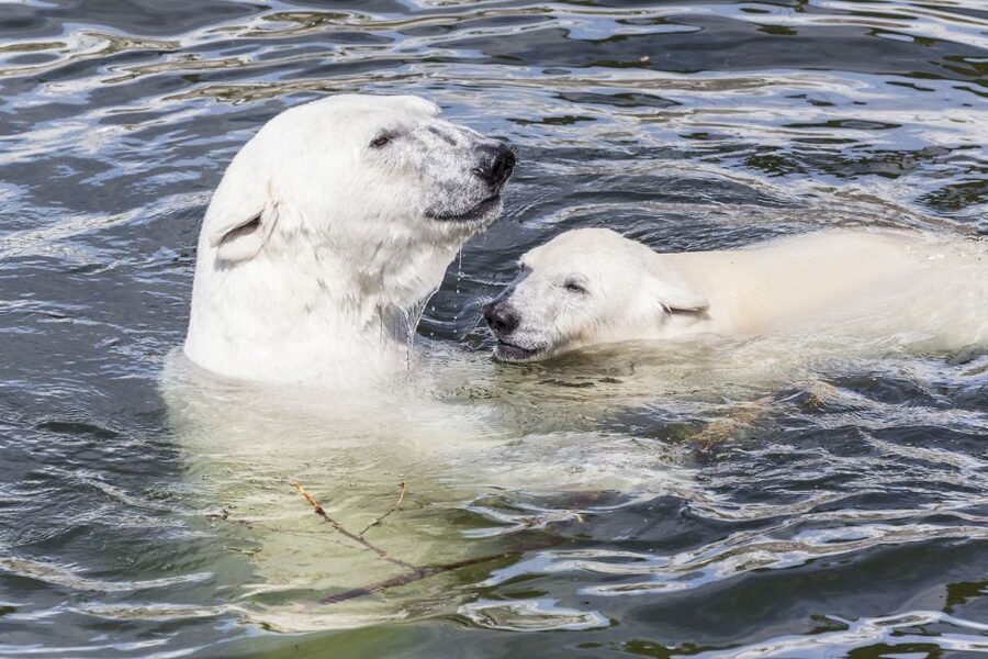 Rovaniemi: Ranua Zoo Entry Ticket with BBQ Picnic - Is $258 per person a fair price?