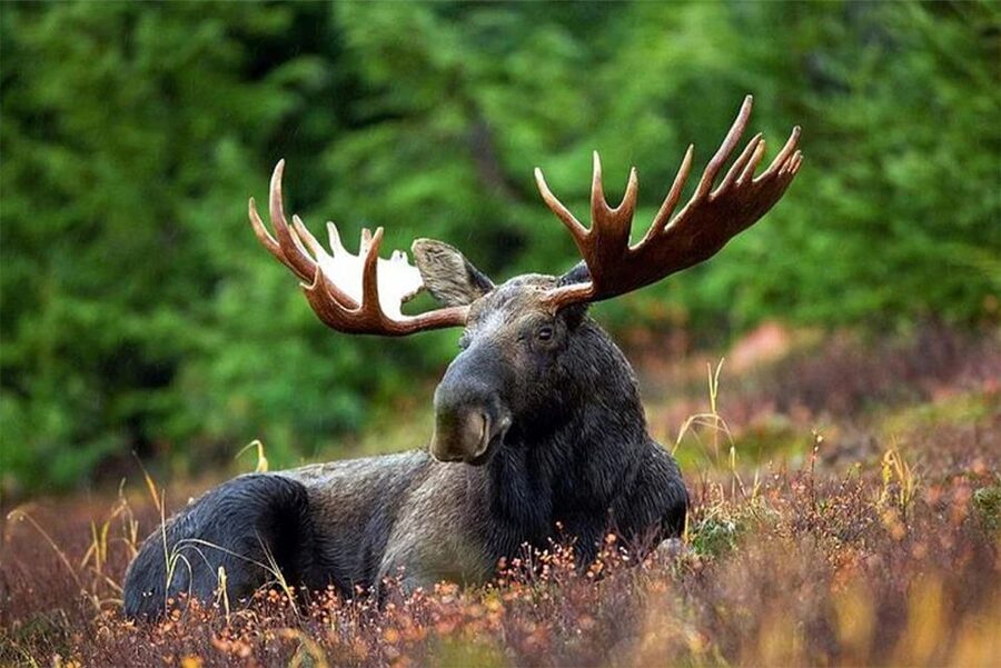 Rovaniemi: Ranua Zoo Entry Ticket with BBQ Picnic - Hotel pickup and the ride out from Rovaniemi