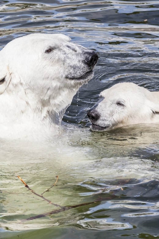 Rovaniemi: Ranua Zoo Visit with Lunch - Why Ranua Zoo makes sense from Rovaniemi