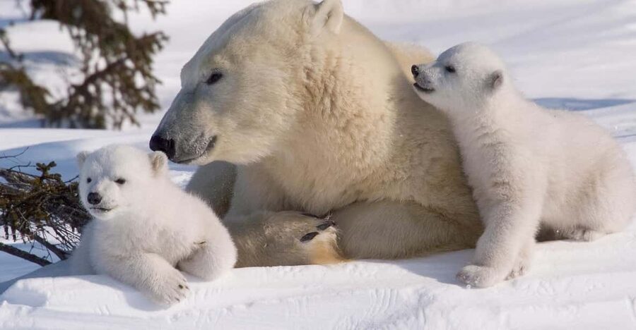 Rovaniemi: Ranua Zoo Visit with Lunch - Meeting polar bears and other northern animals