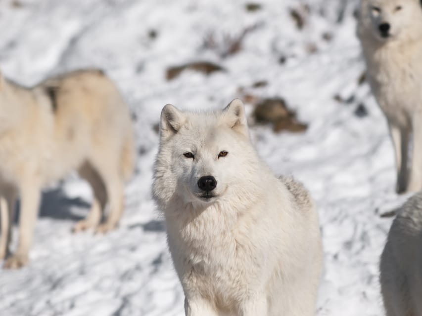 Rovaniemi: Ranua Zoo Visit with Lunch - A Lappish lunch breaks up the walking