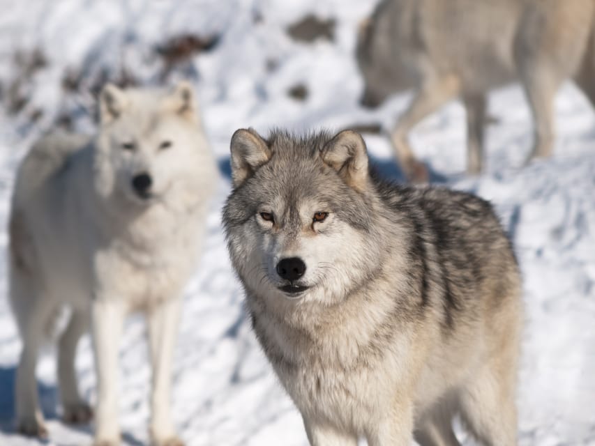 Rovaniemi: Ranua Zoo Visit with Lunch - Guides and the feel of the day
