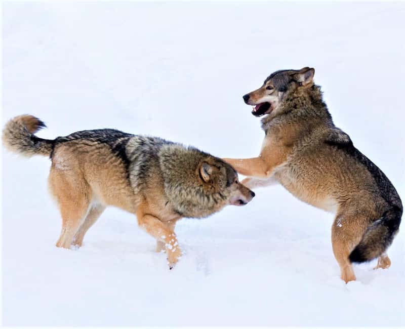 Rovaniemi: Ranua Zoo Wildlife Park Tour with hotel pickup - Key points to know before you go
