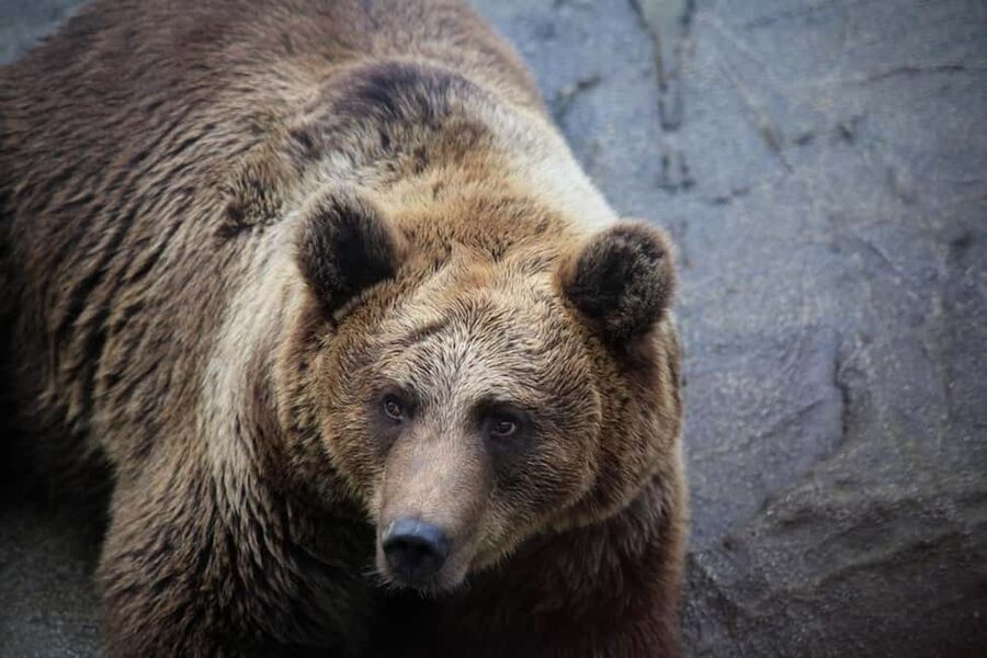 Rovaniemi: Ranua Zoo Wildlife Park Tour with hotel pickup - The 50-minute ride from Rovaniemi to Ranua