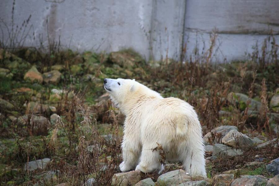 Rovaniemi: Ranua Zoo Wildlife Park Tour with hotel pickup - Following the 2.5-kilometer animal trail