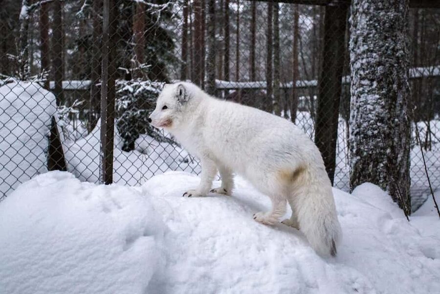 Rovaniemi: Ranua Zoo Wildlife Park Tour with hotel pickup - Who will enjoy this Ranua outing most