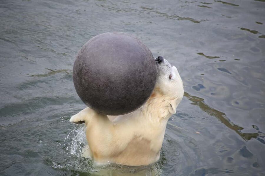 Rovaniemi: Ranua Zoo Wildlife Park Tour with hotel pickup - Getting oriented at Ranua Wildlife Park