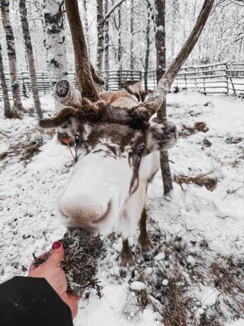Rovaniemi: Reindeer Experience with Sleigh Ride - Key points at a glance