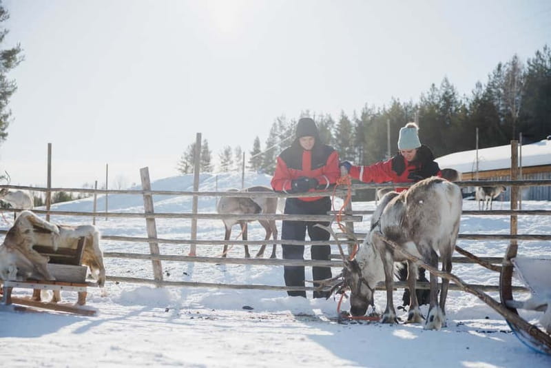 Rovaniemi: Reindeer Experience with Sleigh Ride - A short ride into the world of Lapland reindeer
