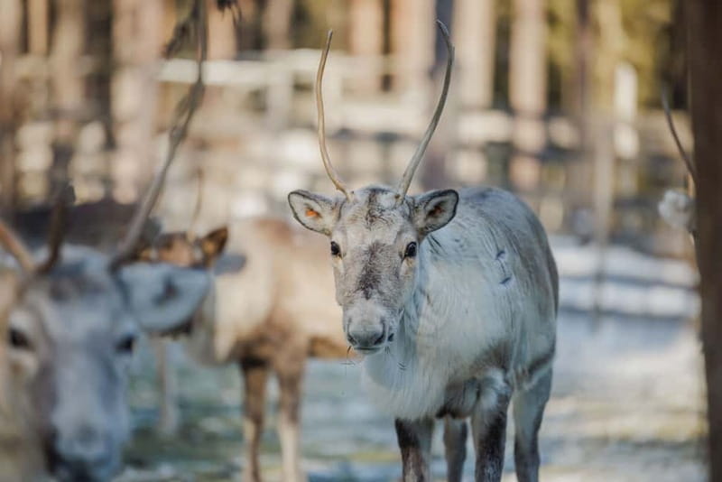 Rovaniemi: Reindeer Experience with Sleigh Ride - Meeting the reindeer before the sleigh ride