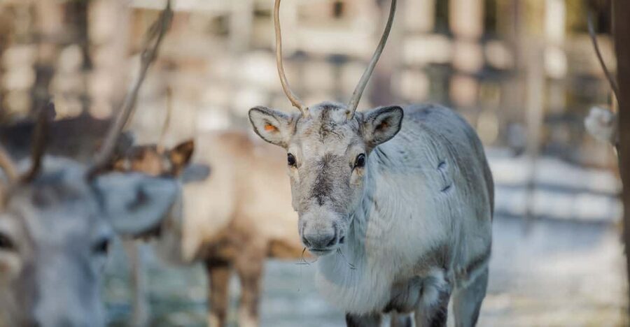Rovaniemi: Reindeer Experience with Sleigh Ride - Hot juice by the open fire
