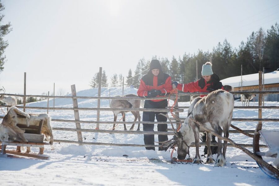 Rovaniemi: Reindeer Experience with Sleigh Ride - Who should book this experience?